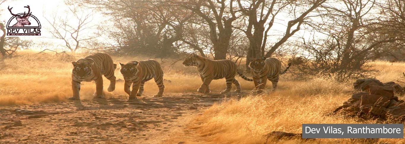 Dev Vilas, Ranthambore