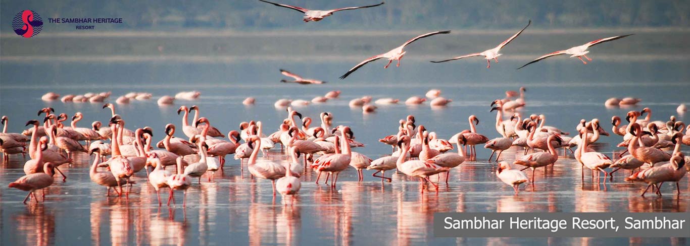 Sambhar Heritage Resort, Sambhar